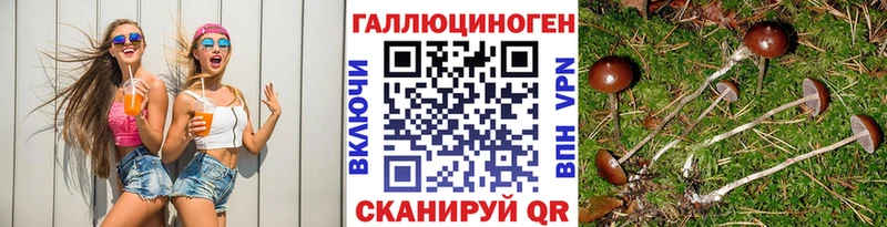 наркошоп  Горняк  Галлюциногенные грибы Psilocybe 